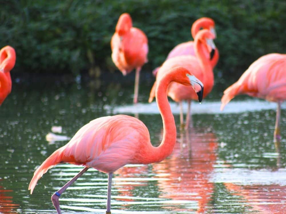 Sérignan roze flamingo's