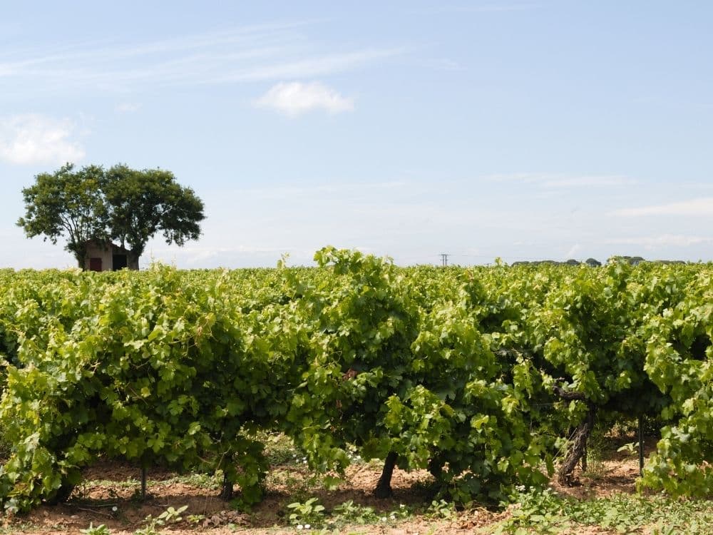 Wijngaarden Languedoc